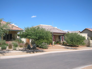 Tuscon Native Vegetation